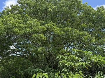 Agricultural Land