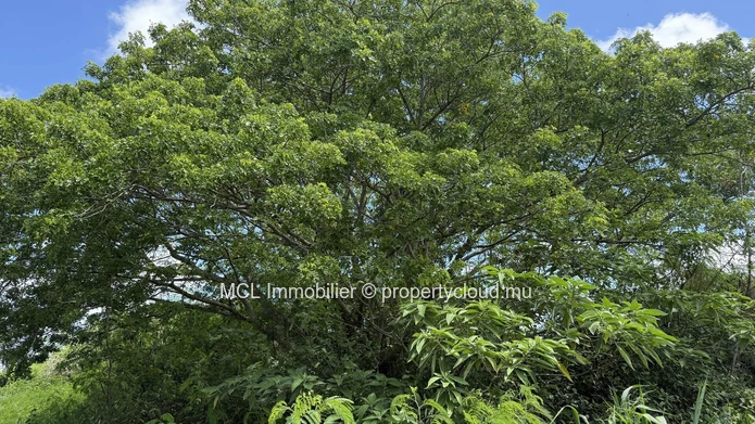 Daruty Forest Charmoses — Magnificent plot nestled in a preserved and secure natural environment