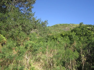 Terrain