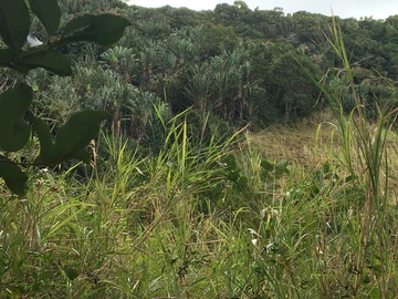 Agricultural Land