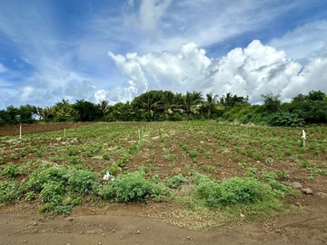 Agricultural Land