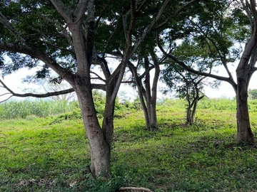 Agricultural Land