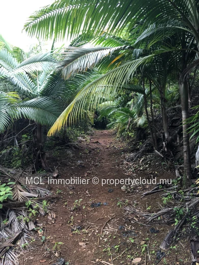 Agricultural land of 39,761 m2 in Anse Jonchee