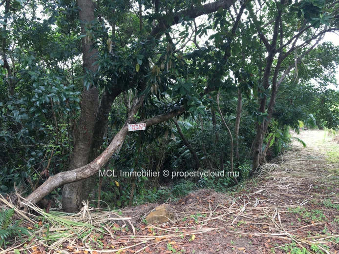 Agricultural land of 39,761 m2 in Anse Jonchee